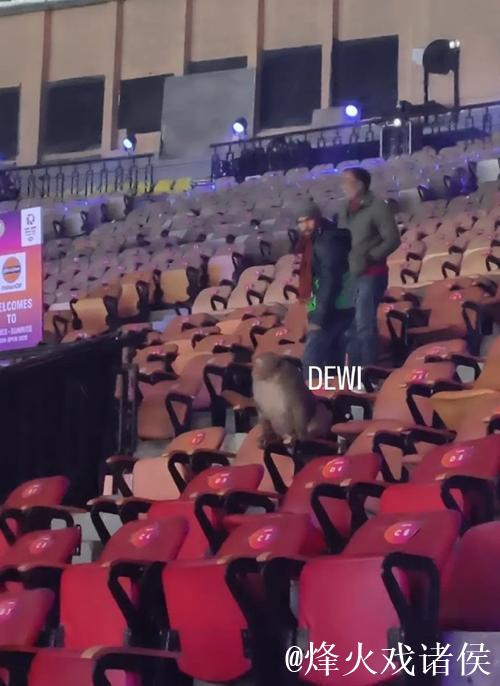 印度羽毛球公开赛观众席惊现猴子闯入